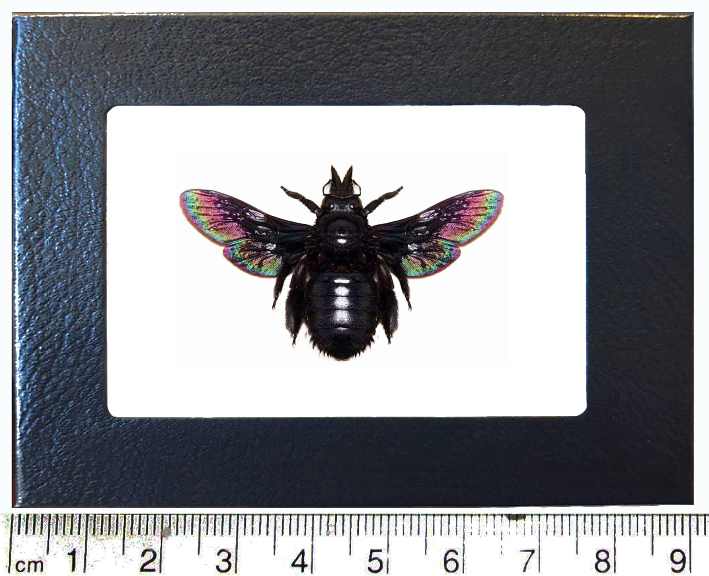 Xylocopa Latipes Real Black Iridescent Carpenter Bee Indonesia
