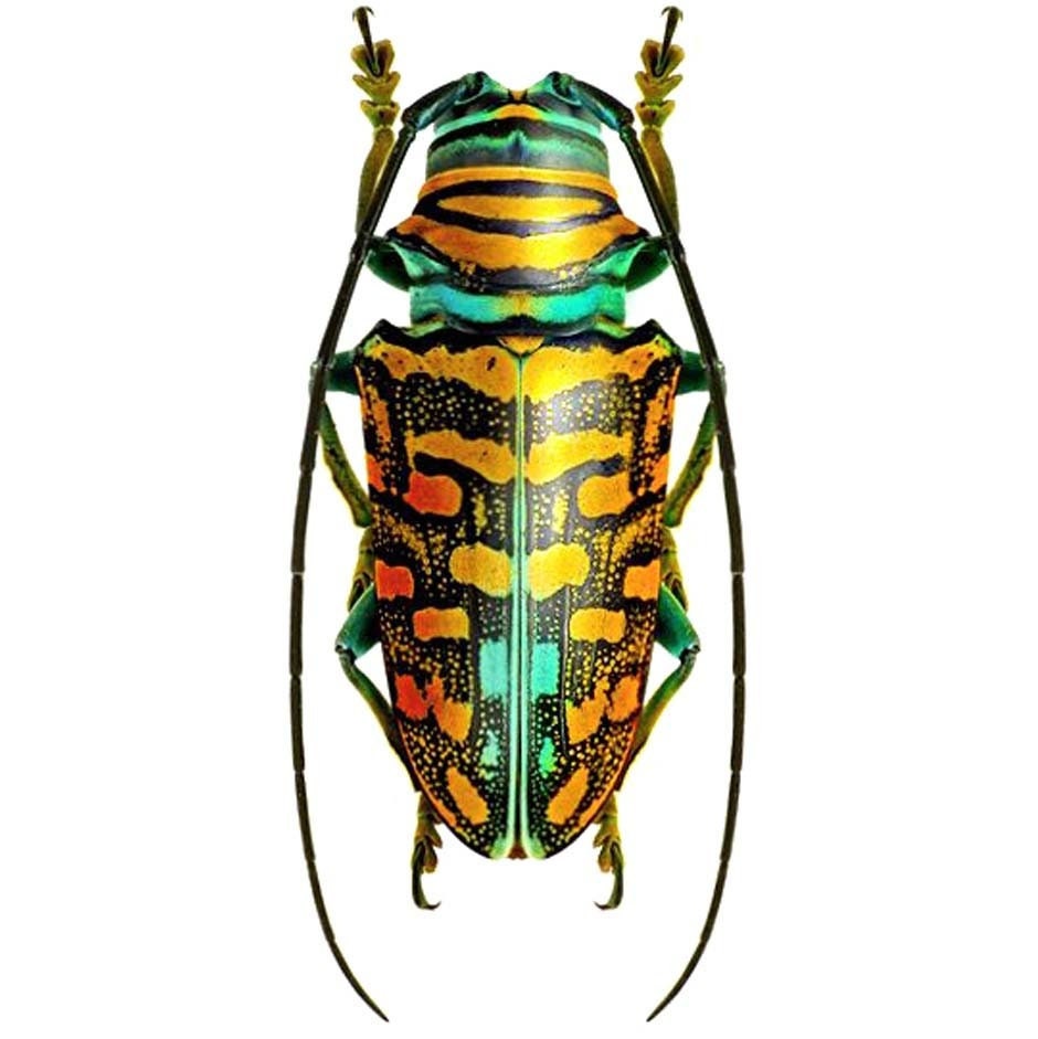 Sternotomis Amabilis Orange Green Longhorn Beetle Cameroon Africa