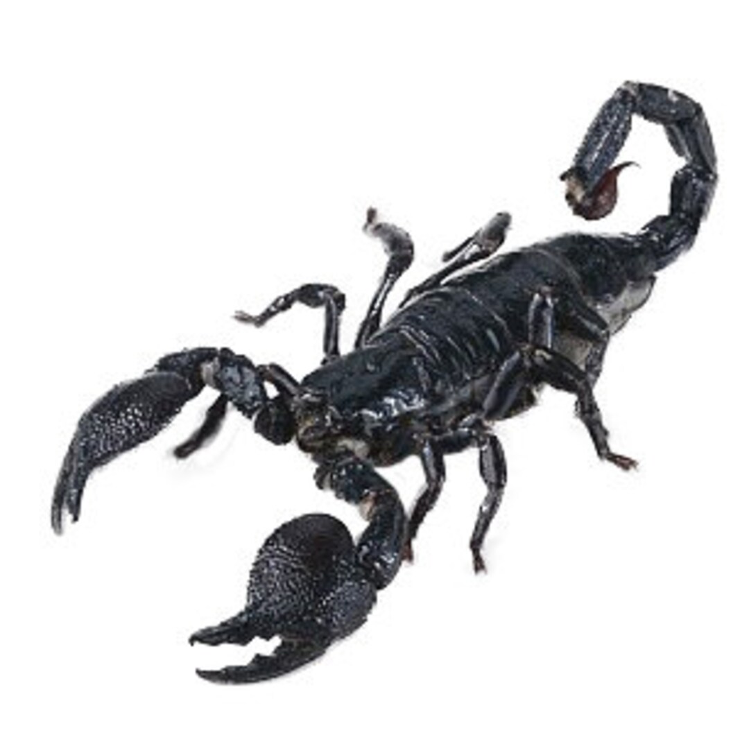 Heterometrus Laoticus Giant Emperor Scorpion Mounted in - Etsy