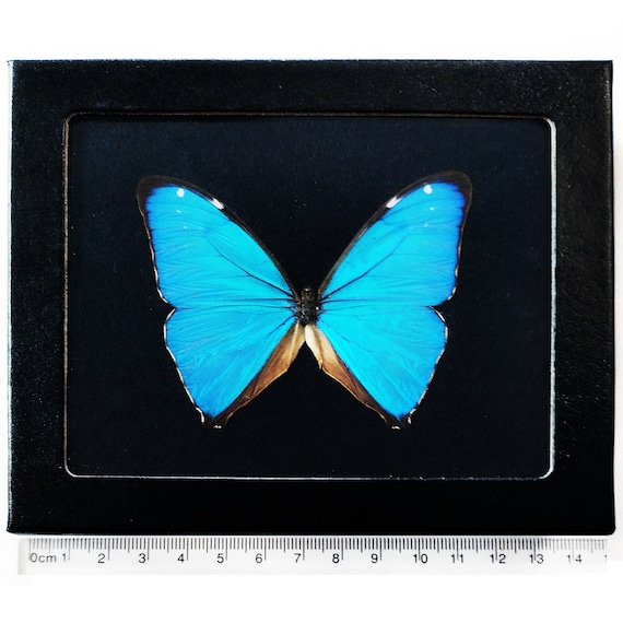 Morpho aega blue butterfly Argentina - Etsy 日本