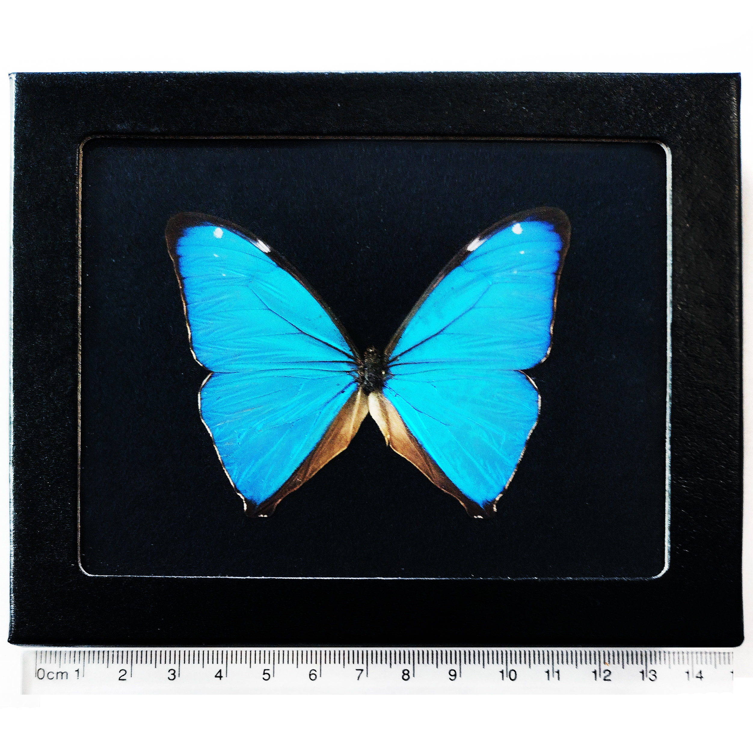 Morpho Aega  標本 本物 Morpho aega blue butterfly Argentina - Etsy 日本