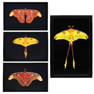 Argema Mittrei FEMALE Green Yellow Comet Moth Madagascar