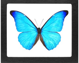 Morpho Cacica Blue Butterfly Peru - Etsy