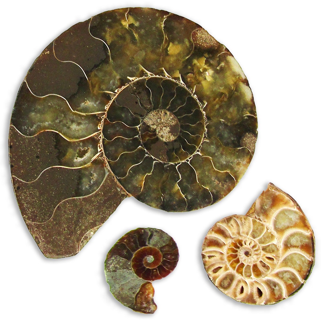 Ammonites, Subclass Of Extinct Cephalopod Molluscs Stock Photo - Alamy