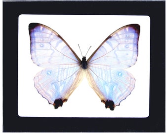 Puede incluir: Un espécimen de mariposa enmarcado con alas azules iridiscentes y marcas marrones. La mariposa está montada sobre un fondo blanco y enmarcada en un marco negro.