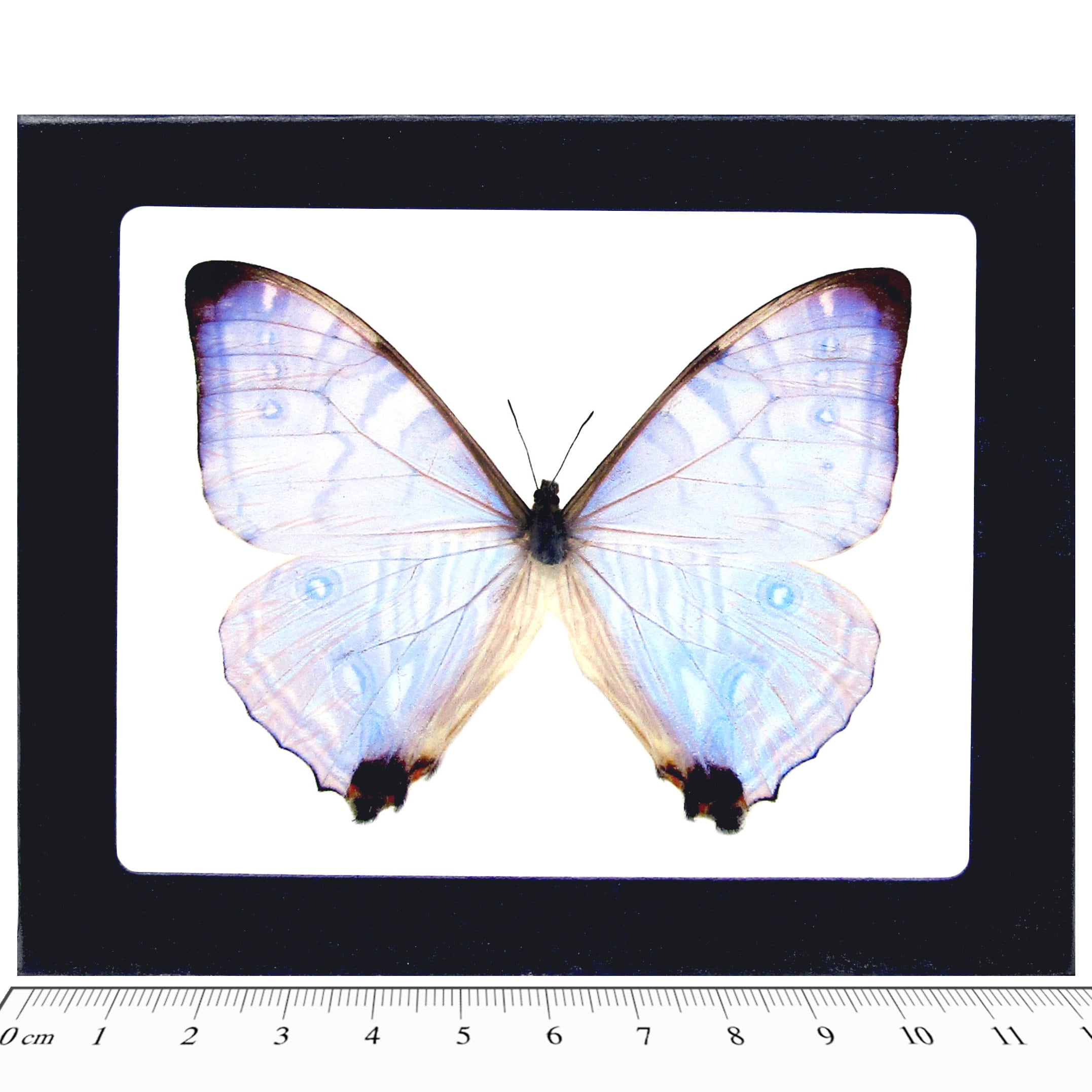 Morpho Sulkowskyi Purple Pink Blue Butterfly Peru - Etsy