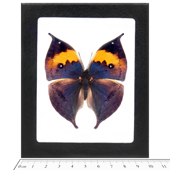Kallima Inachus One Real Butterfly Blue Leaf Mimic Indonesia - Etsy