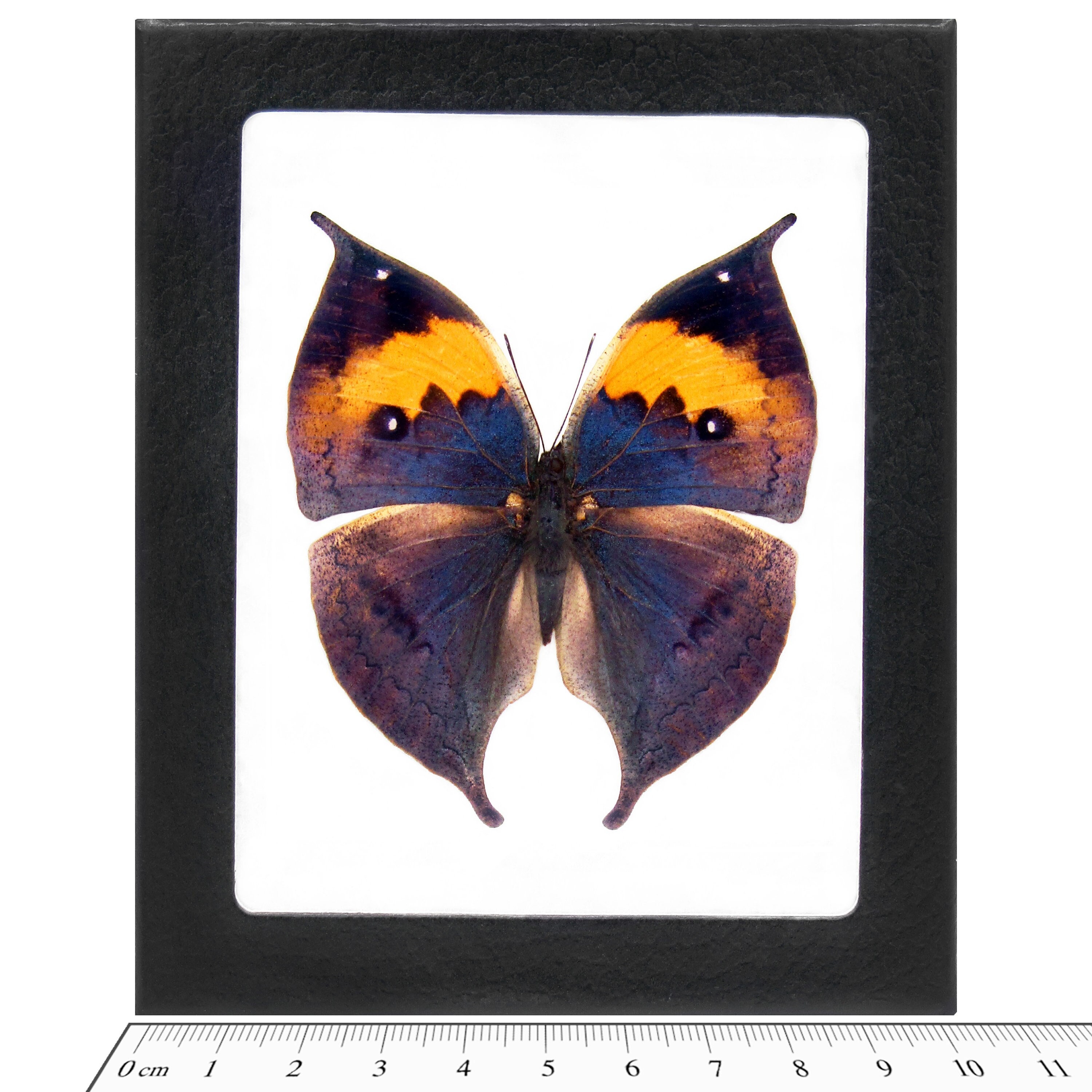 Kallima Inachus One Real Butterfly Blue Leaf Mimic Indonesia - Etsy