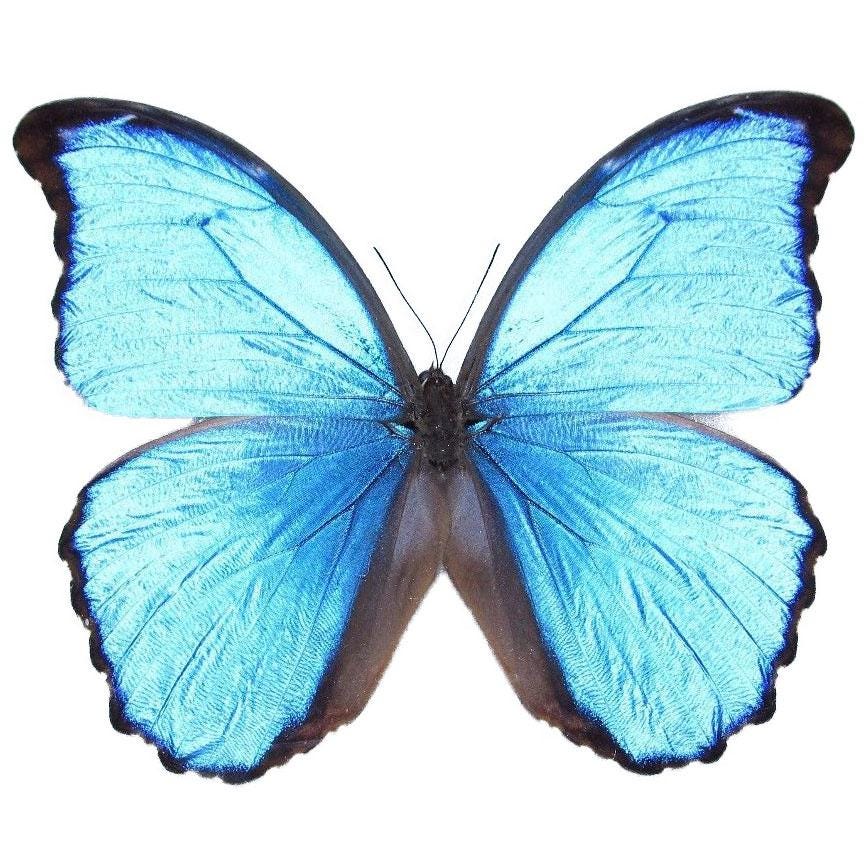 Morpho Didius Blue Butterfly Peru - Etsy