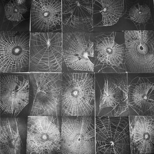 Mixed lot of assorted orb weaver spider webs preserved USA Choose 1, 5, or 10 pieces