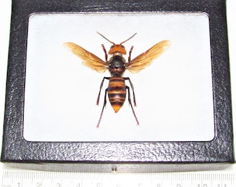 Vespa mandarinia Real framed Murder Hornet Japanese Japonica Wasp Wings Spread