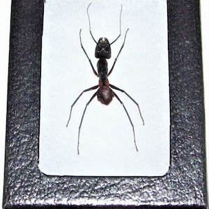 May include: A preserved ant specimen, showcasing a detailed view of the insect's anatomy. The ant is dark brown and black, with long legs and antennae. It is displayed on a white background within a black frame, suitable for educational or scientific purposes.