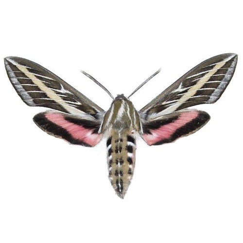 Hyles Lineata One Real Pink White Lined Sphinx Moth Arizona - Etsy