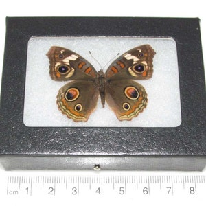 May include: A framed butterfly specimen with brown wings and orange and white markings. The butterfly is displayed on a white background in a black frame with a clear glass cover.