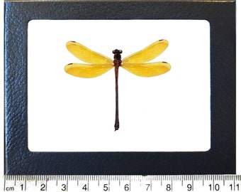 Euphaea lara yellow dragonfly damselfly Indonesia mounted wings spread