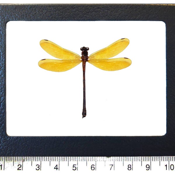 Euphaea lara yellow dragonfly damselfly Indonesia mounted wings spread