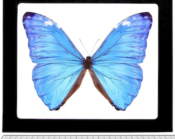 Morpho adonis One Real Butterfly Blue Peruvian