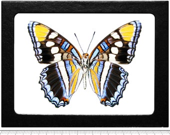 Adelpha Eulalia VERSO Blue Arizona Sister Butterfly Arizona USA - Etsy