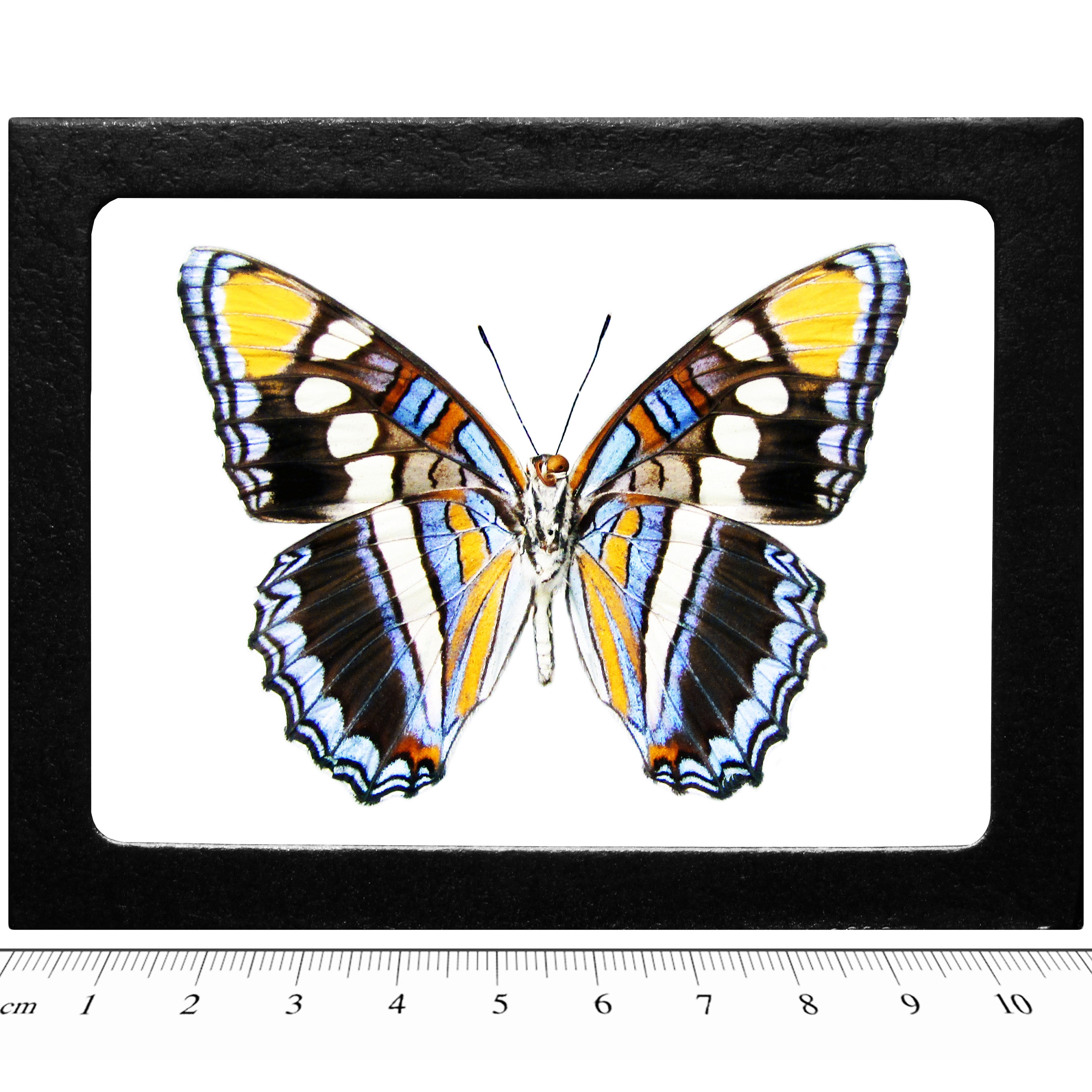 Adelpha Eulalia VERSO Blue Arizona Sister Butterfly Arizona USA - Etsy