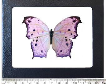 Graellsia isabellae REPLICA framed green spanish moon moth