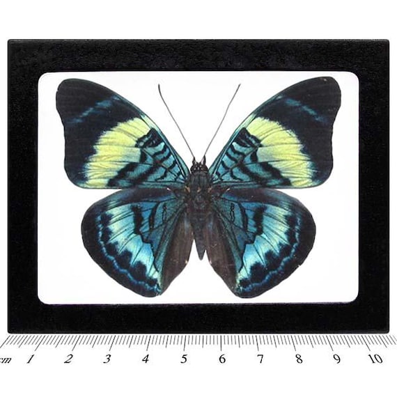 Panacea Prola Blue Green Butterfly Peru - Etsy