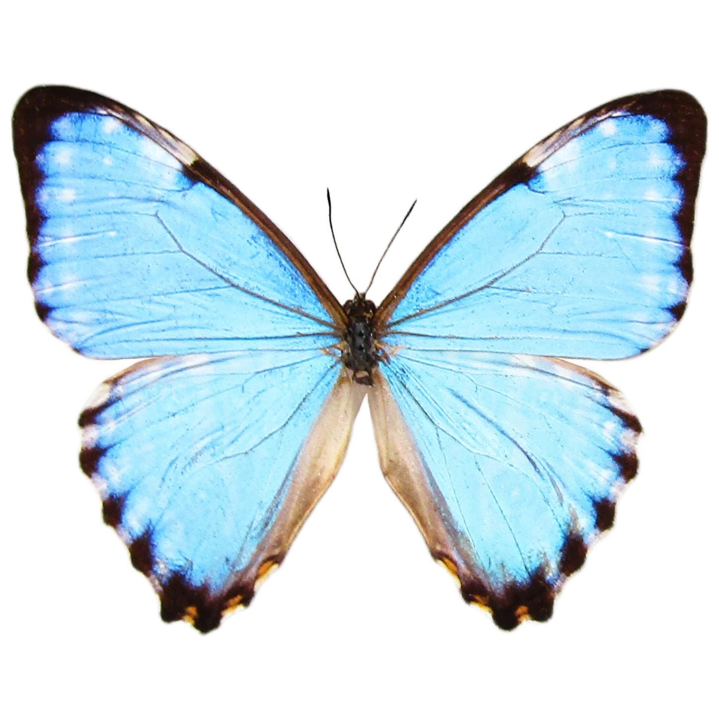 Morpho Portis Blue Butterfly Argentina RARE - Etsy