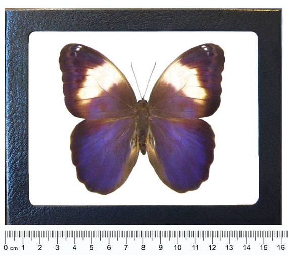 Caligo Memnon REPLICA Framed Verso Owl Butterfly Resting Pose Peru