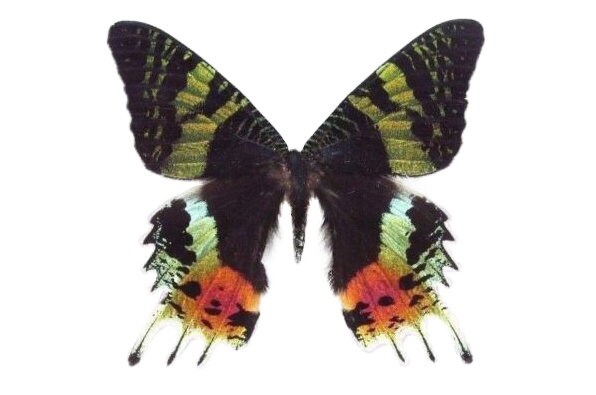Urania ripheus One Real Madagascar Sunset Moth Butterfly