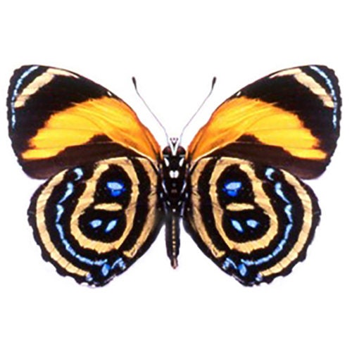 CALLICORE HESPERIS unmounted butterfly 