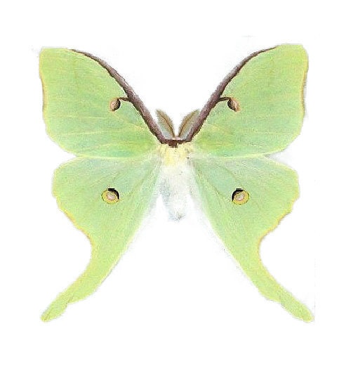 Actias luna green saturn moth USA