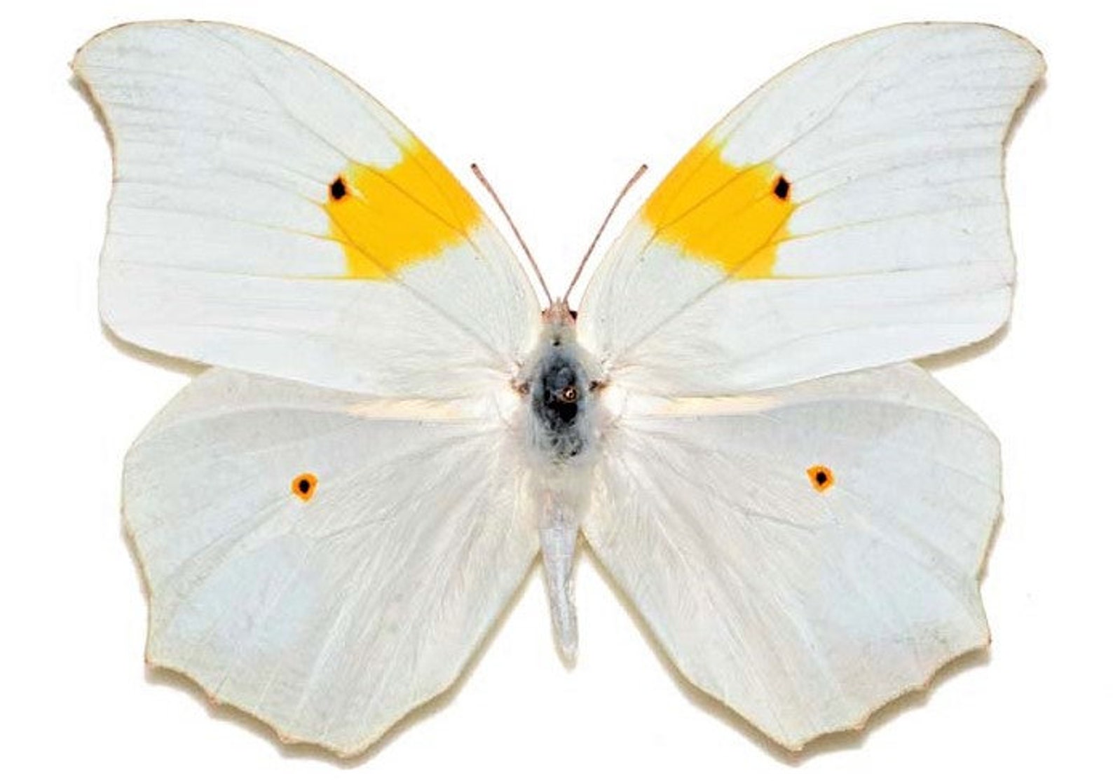 Озон купить бабочку. Hebomoia glaucippe. Бабочка белая. Бабочка белая с желтым. Бабочка с желто белыми крыльями.