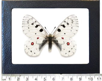 Morpho Didius Blue Butterfly Peru - Etsy