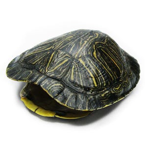 May include: A turtle shell with a dark, patterned carapace and a yellow underside. The shell has a textured appearance with dark and yellow stripes. The turtle's shell is open, revealing the yellow interior.
