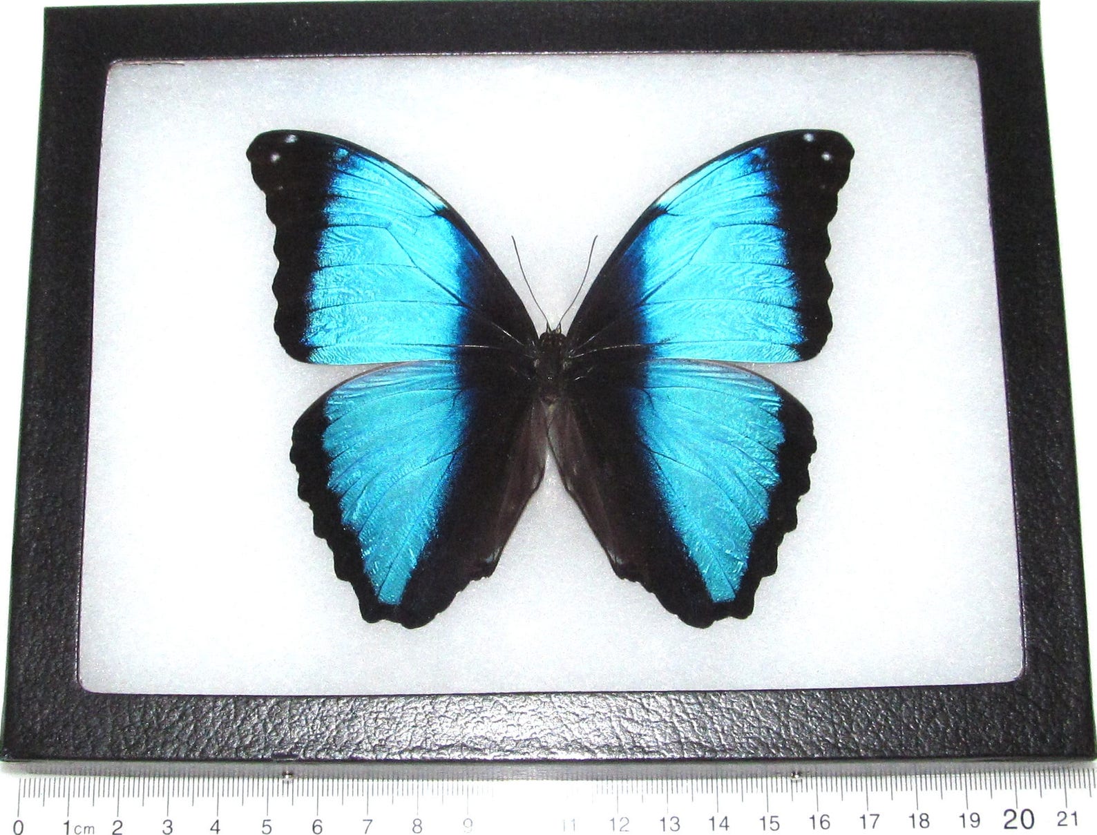 Электронные бабочки купить. Morpho Deidamia. Morpho Catenarius. Голубые бабочки для печати одинаковые три на пять. Бабочка Перу купить.