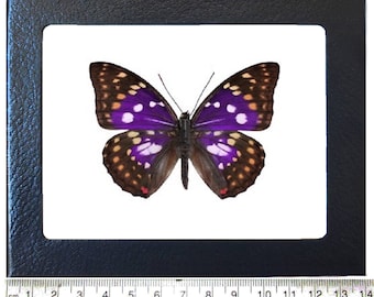 May include: A framed purple butterfly with white spots and brown markings. The butterfly is mounted on a white background and framed in a black frame.