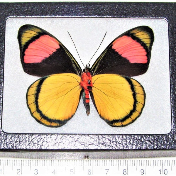 Batesia hypochlora yellow pink black clown butterfly verso Peru