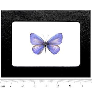 Udara dilecta One Real Butterfly blue purple butterfly China
