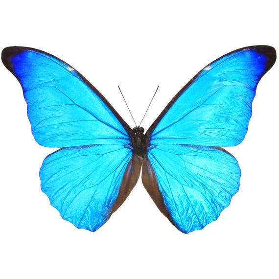 Morpho Cacica Blue Butterfly Peru - Etsy