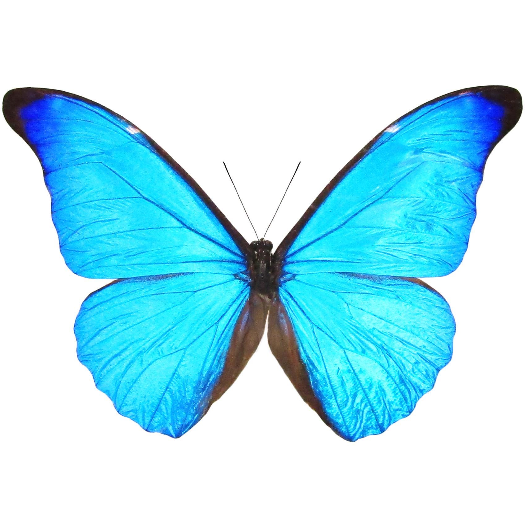 Morpho Cacica Blue Butterfly Peru - Etsy