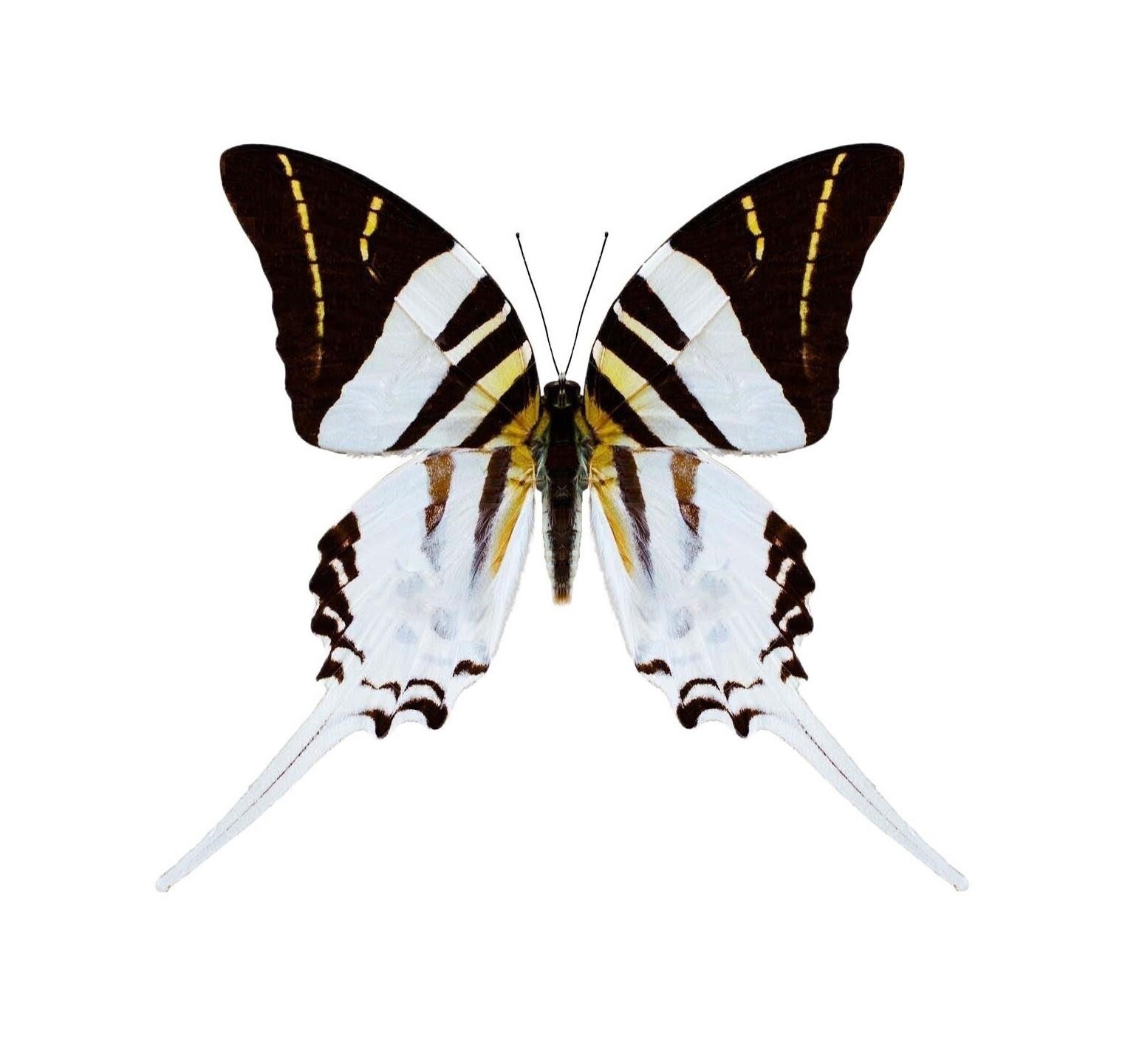 Graphium androcles One Real Butterfly Sword Tail Swallowtail