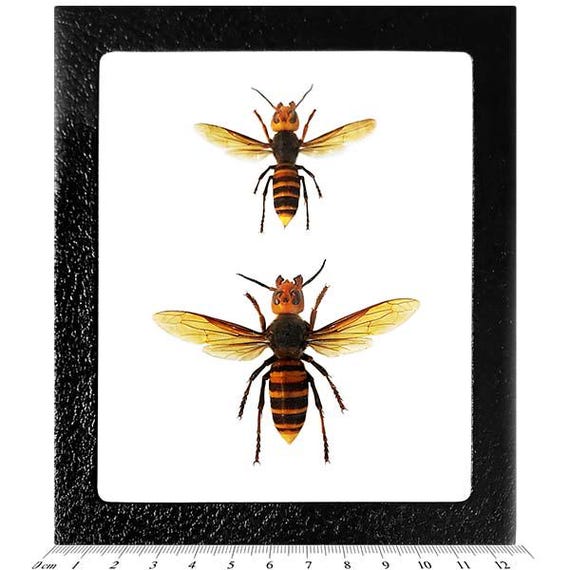 Vespa Mandarinia WINGS SPREAD Murder Hornet Resin Display - Etsy