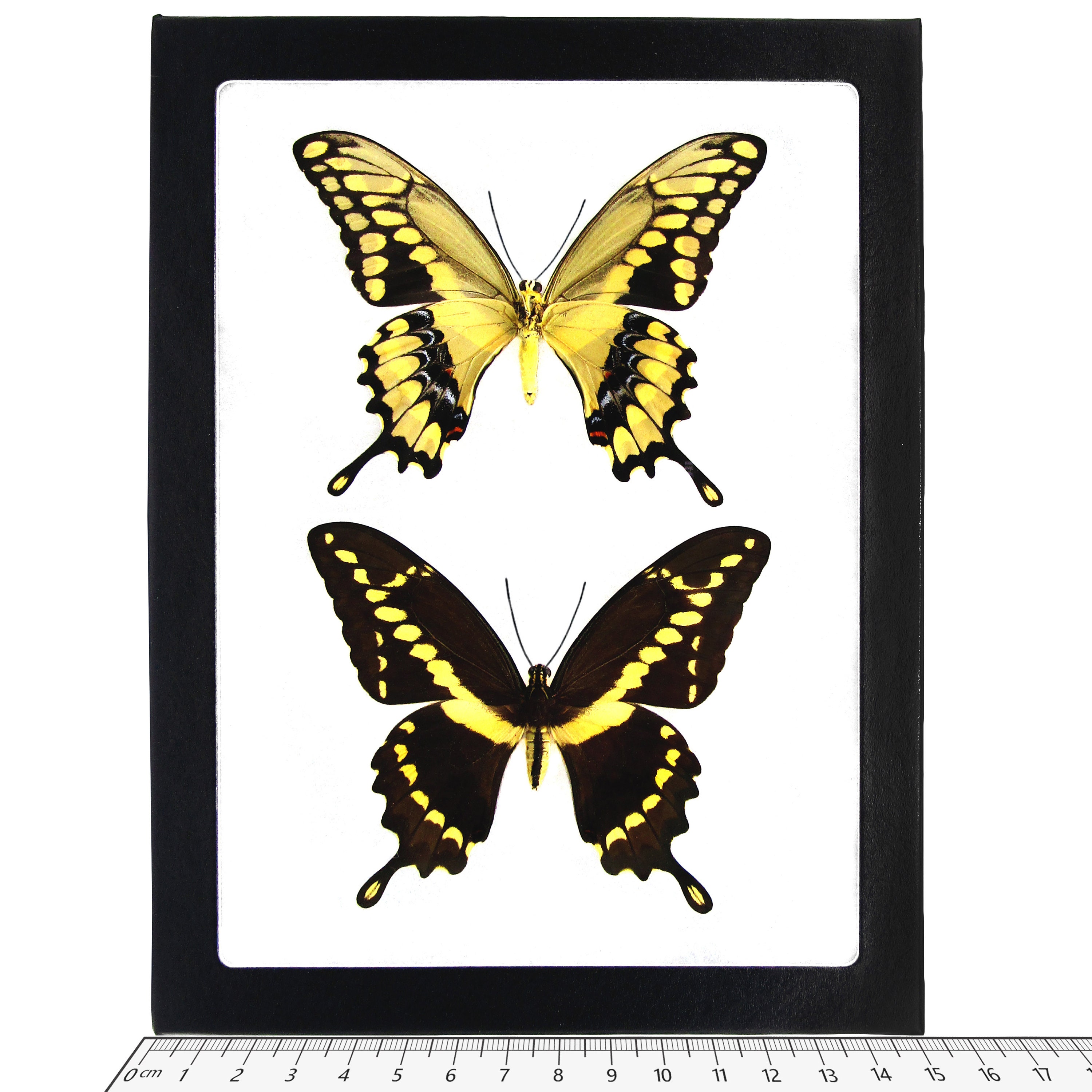 版画 SWALLOWTAIL BUTTERFLY Black Swallowtail Butterfly Art Print | MakerPlace by Michaels