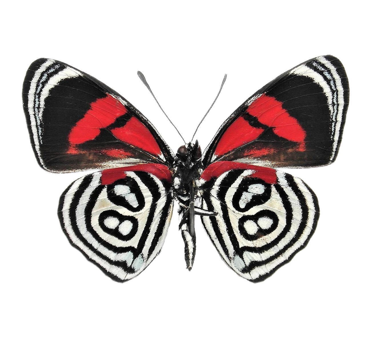 Callicore kolyma One Real butterfly red white verso Peru