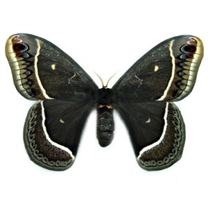 One real Eupackardia calleta female black saturn moth Arizona USA
