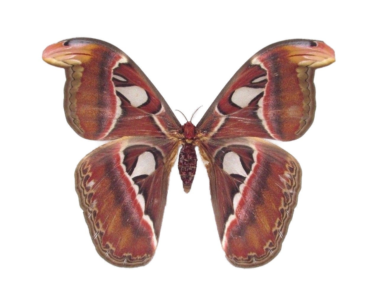 Attacus atlas moth female snake mimic Indonesia