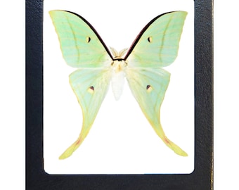 Actias selene ningpoana male One Real Green Luna moth China