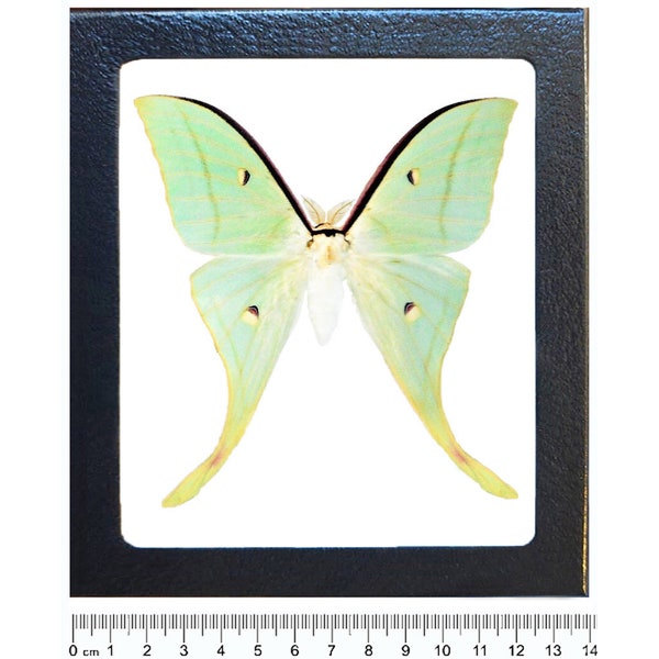 Actias selene ningpoana male One Real Green Luna moth China