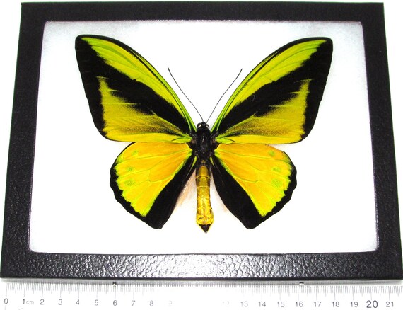Real Framed Butterfly Ornithoptera Goliath Supremus Birdwing Female