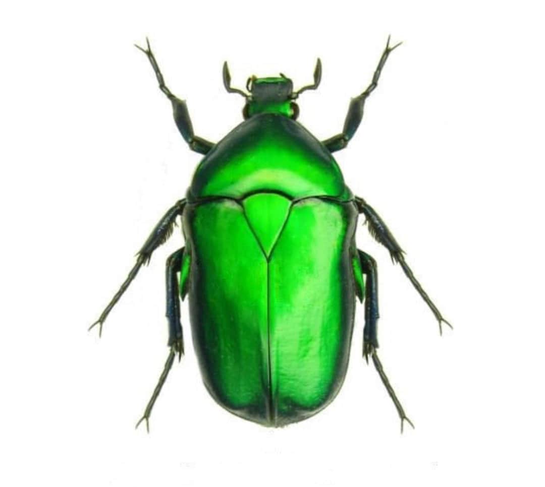 Torynorrhina Flammea Green Form One Real Scarab Beetle Thailand - Etsy
