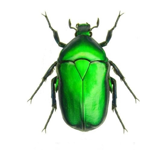 Torynorrhina Flammea GREEN FORM Scarab Beetle Thailand - Etsy